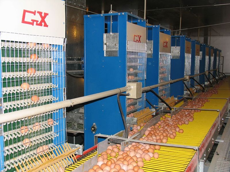 Pullet Cage Feeding System price