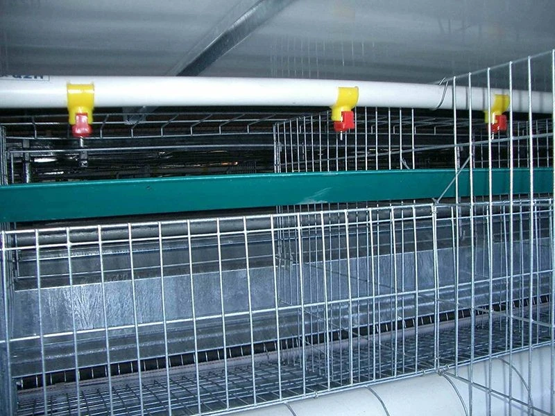 Pullet Cage Water Supply System best